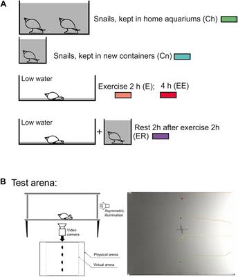 The Role of Serotonin in the Influence of Intense Locomotion on the Behavior Under Uncertainty in the Mollusk Lymnaea stagnalis